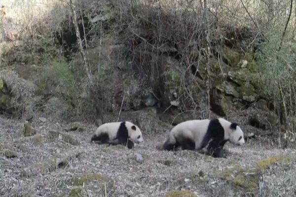 Rare Footage Captures Wild Giant Panda Mothers and Cubs in Shaanxi Province Rare Footage Captures Wild Giant Panda Mothers and Cubs in Shaanxi Province video poster