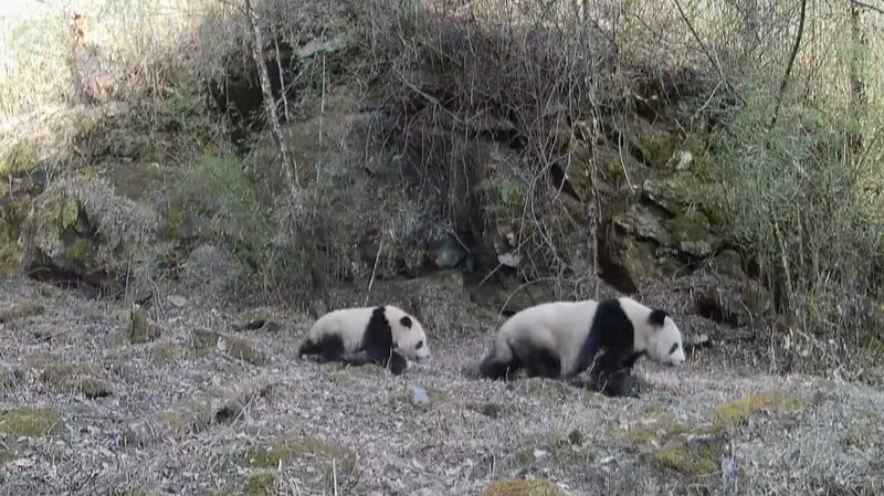 Rare Footage Captures Wild Giant Panda Mothers and Cubs in Shaanxi Province video poster