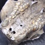 Rare_Giant_Panda_Fossil_Unearthed_in_Shaanxi_Limestone_Cave