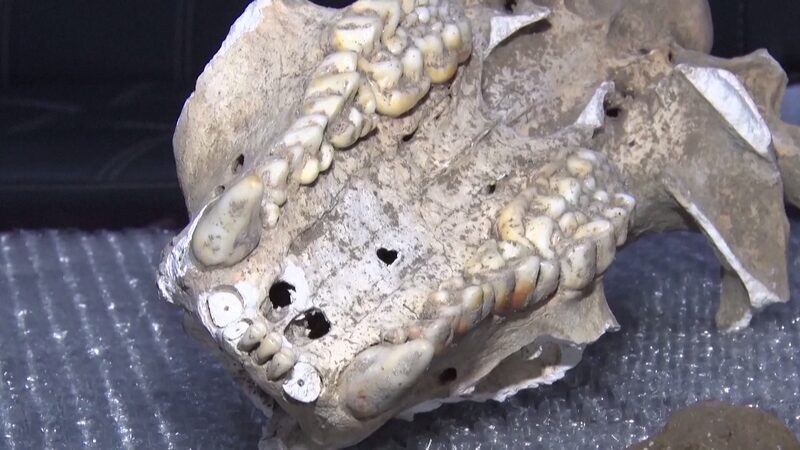 Rare_Giant_Panda_Fossil_Unearthed_in_Shaanxi_Limestone_Cave