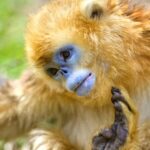 Rare Golden Snub-Nosed Monkeys Thrive in China's Shennongjia Forest