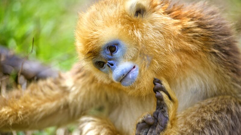 Rare_Golden_Snub-Nosed_Monkeys_Thrive_in_Chinas_Shennongjia_Forest - Khabar Asia Rare Golden Snub-Nosed Monkeys Thrive in China's Shennongjia Forest