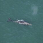 Rare Gray Whale Sighting Off New England Highlights Global Impact of Climate Change