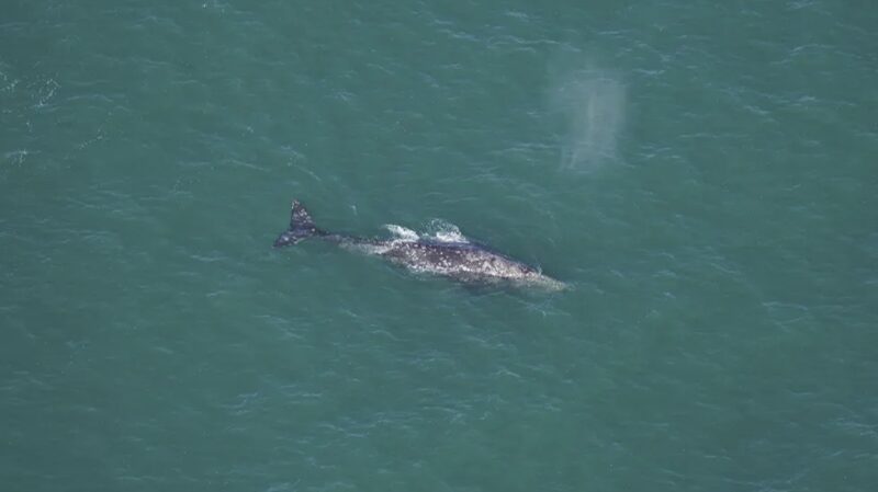 Rare_Gray_Whale_Sighting_Off_New_England_Highlights_Global_Impact_of_Climate_Change - Khabar Asia Rare Gray Whale Sighting Off New England Highlights Global Impact of Climate Change