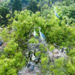 Rare Grey Herons Spotted Nesting in Southwest China's Sichuan Province