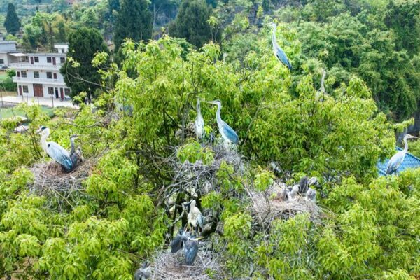 Rare Grey Herons Spotted Nesting in Southwest China’s Sichuan Province Rare Grey Herons Spotted Nesting in Southwest China's Sichuan Province