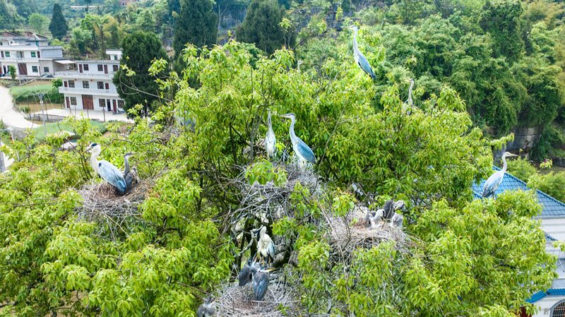 Rare Grey Herons Spotted Nesting in Southwest China's Sichuan Province