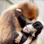 Rare Guizhou Golden Monkey Born in China's Fanjingshan Reserve