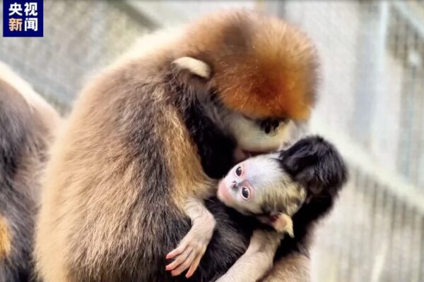 Rare Guizhou Golden Monkey Born in China's Fanjingshan Reserve