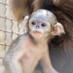 Rare Guizhou Grey Snub-Nosed Monkey Born at Fanjingshan Reserve
