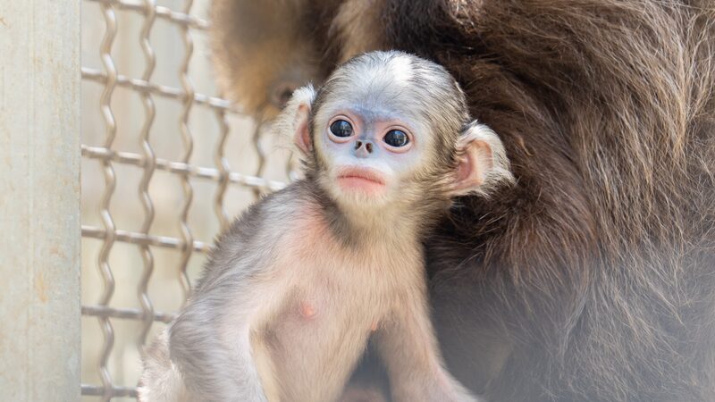 Rare Guizhou Grey Snub-Nosed Monkey Born at Fanjingshan Reserve