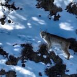 Rare_Lynx_Spotted_Roaming_Snowy_Peaks_in_Northwest_China_s_Qinghai video poster