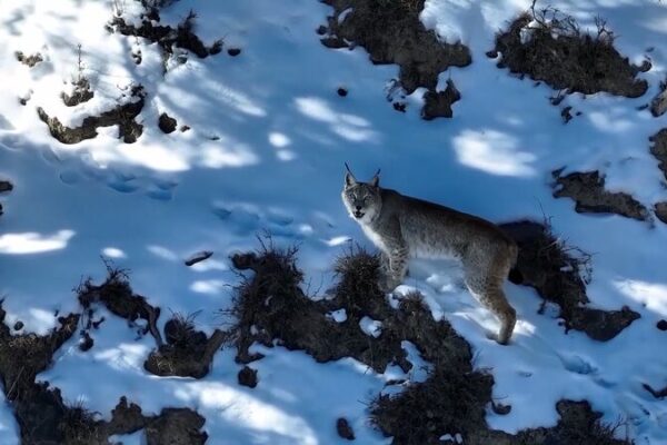 Rare Lynx Spotted Roaming Snowy Peaks in Northwest China’s Qinghai Rare_Lynx_Spotted_Roaming_Snowy_Peaks_in_Northwest_China_s_Qinghai video poster