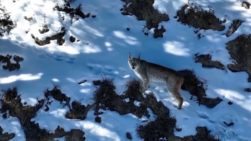 Rare_Lynx_Spotted_Roaming_Snowy_Peaks_in_Northwest_China_s_Qinghai_poster - Khabar Asia Rare_Lynx_Spotted_Roaming_Snowy_Peaks_in_Northwest_China_s_Qinghai video poster