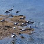 Rare_Migratory_Birds_Flock_to_Yunnan_Wetlands_for_Winter video poster
