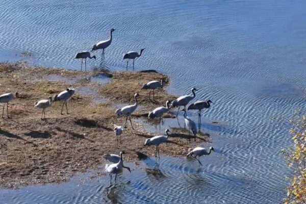 Rare Migratory Birds Flock to Yunnan Wetlands for Winter Rare_Migratory_Birds_Flock_to_Yunnan_Wetlands_for_Winter video poster
