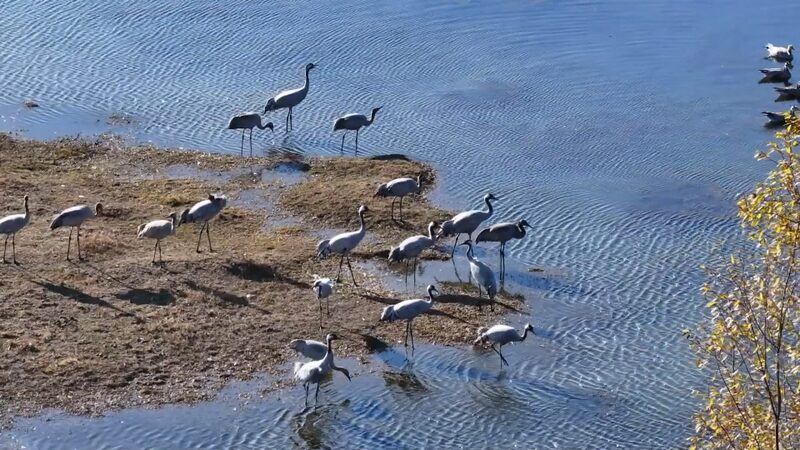 Rare_Migratory_Birds_Flock_to_Yunnan_Wetlands_for_Winter_poster - Khabar Asia Rare_Migratory_Birds_Flock_to_Yunnan_Wetlands_for_Winter video poster