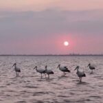Rare_Migratory_Birds_Grace_China_s_Natural_Wetlands