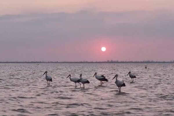 Rare Migratory Birds Grace China’s Natural Wetlands Rare_Migratory_Birds_Grace_China_s_Natural_Wetlands