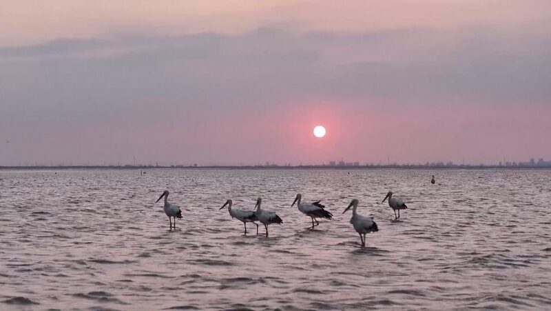 Rare_Migratory_Birds_Grace_China_s_Natural_Wetlands - Khabar Asia Rare_Migratory_Birds_Grace_China_s_Natural_Wetlands