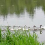 Rare Mute Swan Family Finds New Home on Zhengzhou's Jialu River video poster