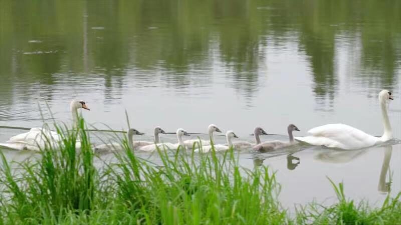Rare_Mute_Swan_Family_Finds_New_Home_on_Zhengzhous_Jialu_River_poster - Khabar Asia Rare Mute Swan Family Finds New Home on Zhengzhou's Jialu River video poster