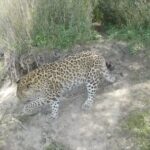 Rare_North_China_Leopards_Spotted_Twice_in_Zhouzhi_National_Nature_Reserve video poster