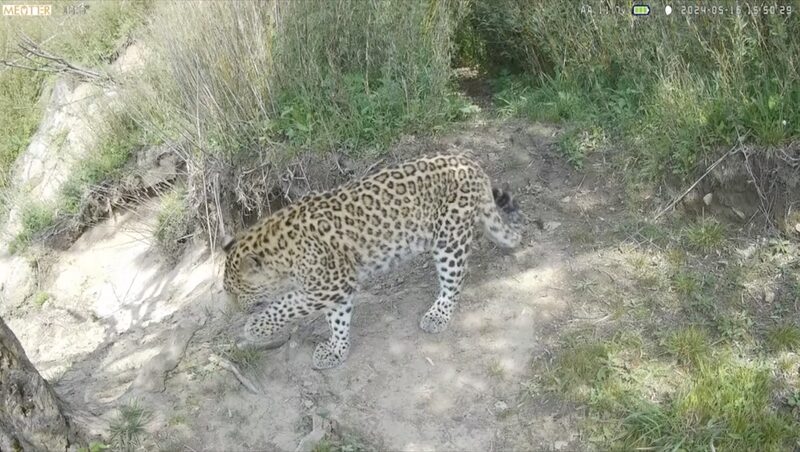 Rare_North_China_Leopards_Spotted_Twice_in_Zhouzhi_National_Nature_Reserve_poster - Khabar Asia Rare_North_China_Leopards_Spotted_Twice_in_Zhouzhi_National_Nature_Reserve video poster