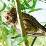 Rare Oriental Scops Owls Delight Visitors at Beijing's Summer Palace