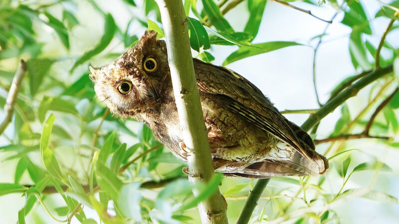 Rare_Oriental_Scops_Owls_Delight_Visitors_at_Beijings_Summer_Palace - Khabar Asia Rare Oriental Scops Owls Delight Visitors at Beijing's Summer Palace