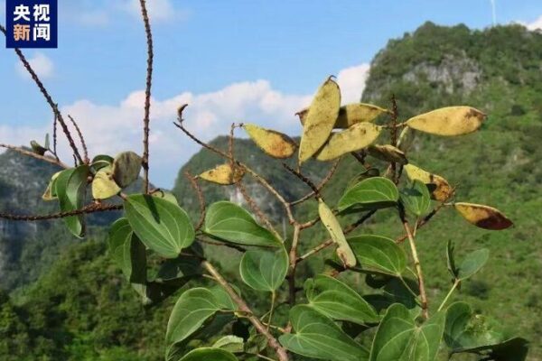 Rare Phanera lingyuenensis Plant Discovered in Guangxi, China Rare Phanera lingyuenensis Plant Discovered in Guangxi, China