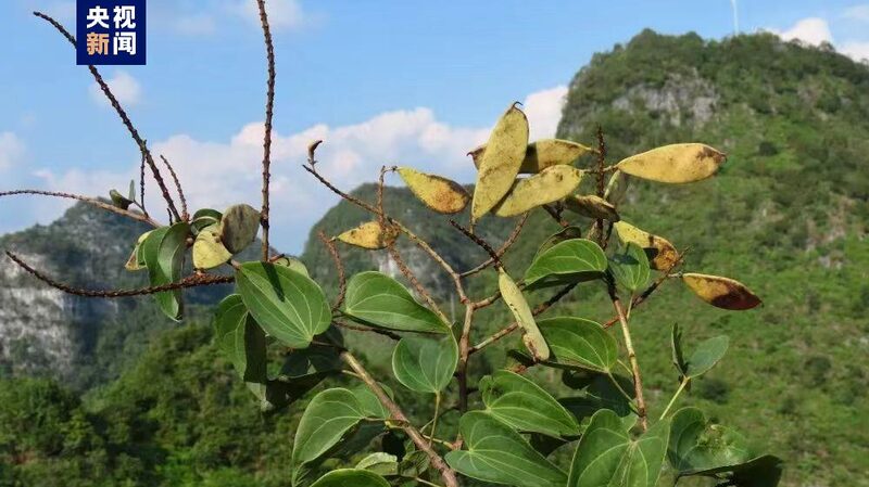 Rare Phanera lingyuenensis Plant Discovered in Guangxi, China