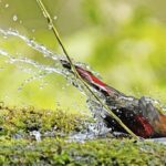 Rare_Red-Winged_Laughingthrush_Enjoys_Bath_in_Laojun_Mountain_Reserve - Khabar Asia Rare Red-Winged Laughingthrush Enjoys Bath in Laojun Mountain Reserve
