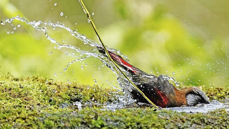 Rare_Red-Winged_Laughingthrush_Enjoys_Bath_in_Laojun_Mountain_Reserve - Khabar Asia Rare Red-Winged Laughingthrush Enjoys Bath in Laojun Mountain Reserve