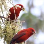 Rare Ruby-Red Scarlet Finches Spotted in China's Gaoligong Mountains video poster