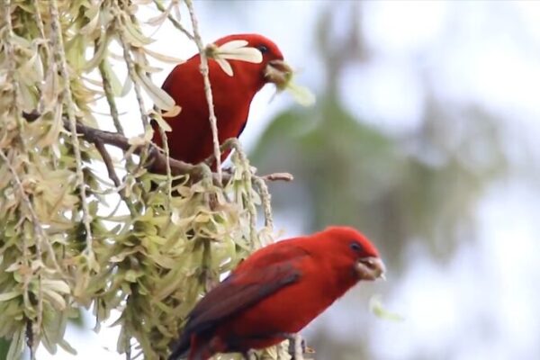 Rare Ruby-Red Scarlet Finches Spotted in China’s Gaoligong Mountains Rare Ruby-Red Scarlet Finches Spotted in China's Gaoligong Mountains video poster
