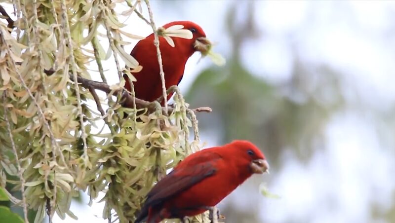 Rare_Ruby-Red_Scarlet_Finches_Spotted_in_Chinas_Gaoligong_Mountains_poster - Khabar Asia Rare Ruby-Red Scarlet Finches Spotted in China's Gaoligong Mountains video poster
