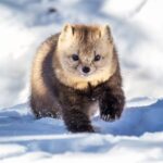 Rare Sable Sightings in the Snowy Forests of Northeast China