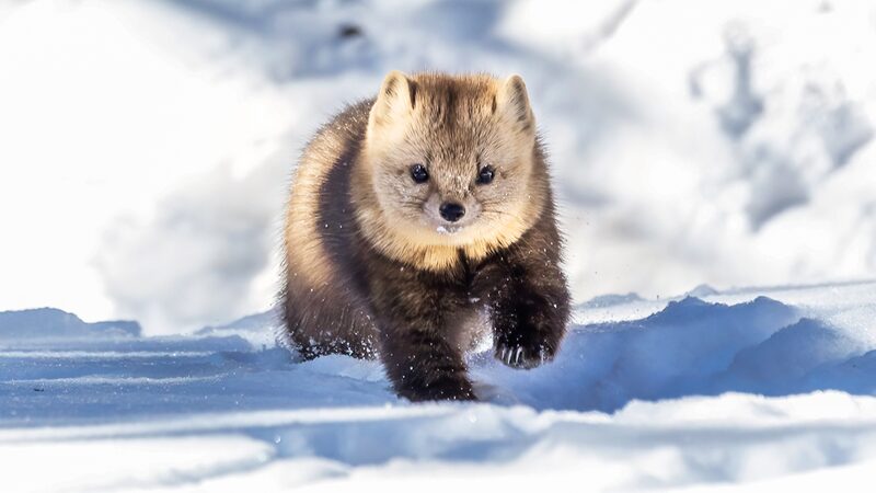 Rare_Sable_Sightings_in_the_Snowy_Forests_of_Northeast_China - Khabar Asia Rare Sable Sightings in the Snowy Forests of Northeast China