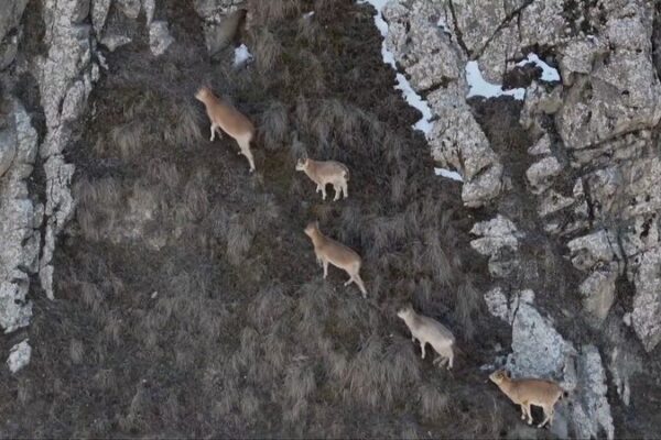 Rare Sight: Siberian Ibexes Spotted in China’s Kunlun Mountains Rare Sight: Siberian Ibexes Spotted in China's Kunlun Mountains video poster