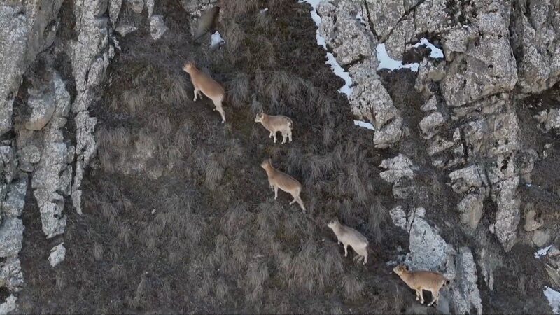 Rare_Sight_Siberian_Ibexes_Spotted_in_Chinas_Kunlun_Mountains_poster - Khabar Asia Rare Sight: Siberian Ibexes Spotted in China's Kunlun Mountains video poster