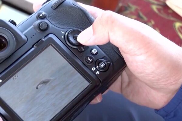 Rare Sighting: Over 10 Yangtze Finless Porpoises Spotted in Eastern China