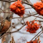 Rare_Sighting__North_American_American_Robin_Spotted_in_Harbin