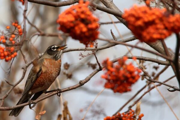 Rare Sighting: North American American Robin Spotted in Harbin Rare_Sighting__North_American_American_Robin_Spotted_in_Harbin