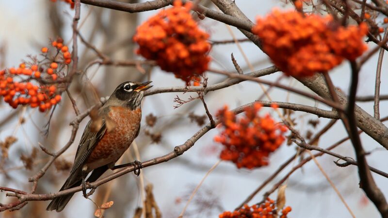 Rare_Sighting__North_American_American_Robin_Spotted_in_Harbin - Khabar Asia Rare_Sighting__North_American_American_Robin_Spotted_in_Harbin