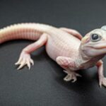 Rare White Alligator Birth Sparks Global Interest in Wildlife Conservation