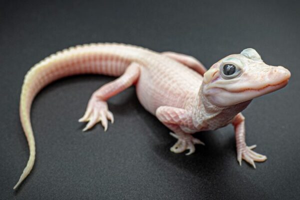 Rare White Alligator Birth Sparks Global Interest in Wildlife Conservation Rare White Alligator Birth Sparks Global Interest in Wildlife Conservation