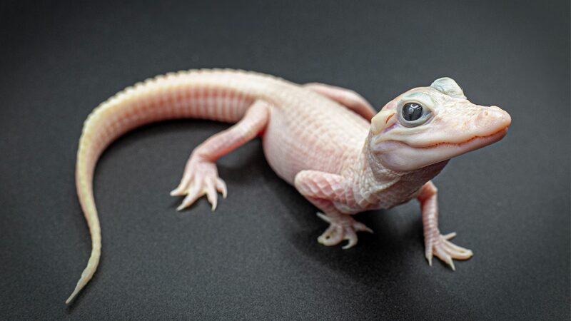 Rare_White_Alligator_Birth_Sparks_Global_Interest_in_Wildlife_Conservation - Khabar Asia Rare White Alligator Birth Sparks Global Interest in Wildlife Conservation