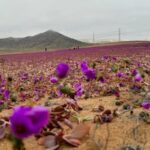Rare_Winter_Rain_Brings_Early_Blossoms_to_Chile_s_Atacama_Desert