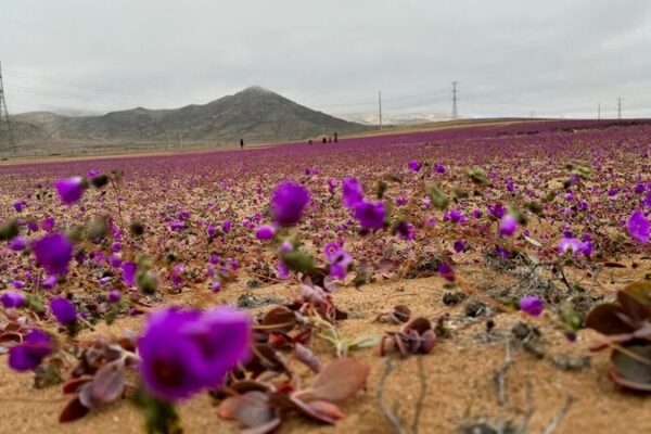 Rare Winter Rain Brings Early Blossoms to Chile’s Atacama Desert Rare_Winter_Rain_Brings_Early_Blossoms_to_Chile_s_Atacama_Desert